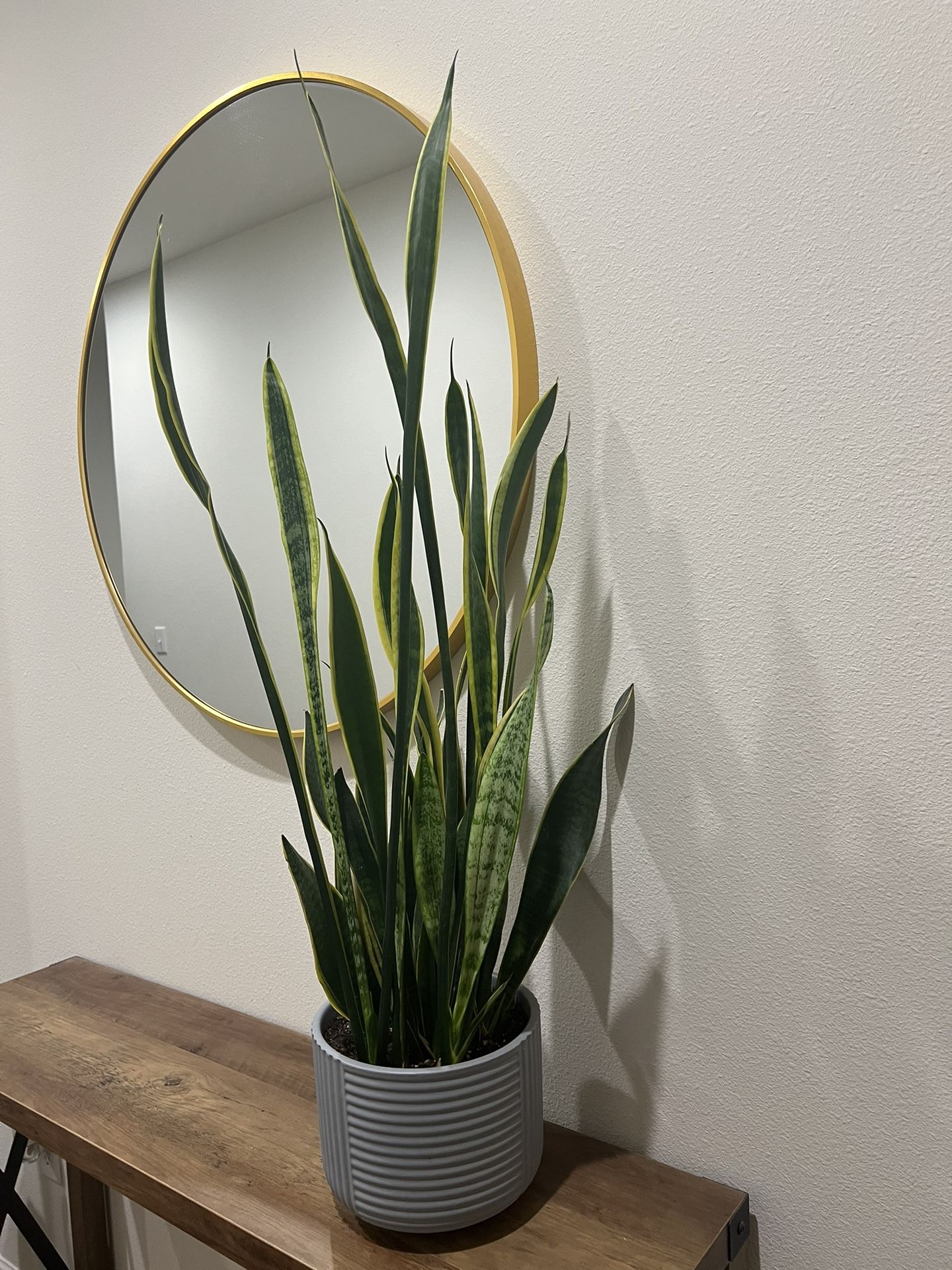 Real 40” Shake Plant 