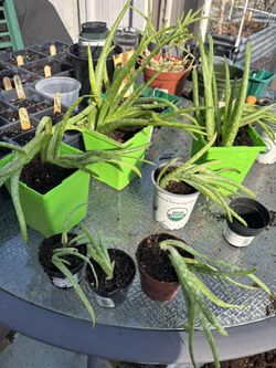 Aloe Plants