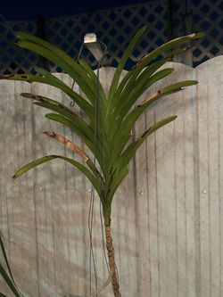 Orquídea vanda