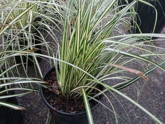 Forever Gold Variegated Carex