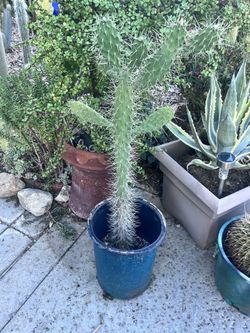Cactus Condoles Faltcata Caribbean Tree Opuntia,Live Cactus Plant