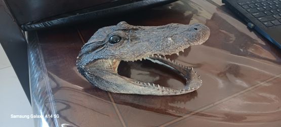 Alligator Decor