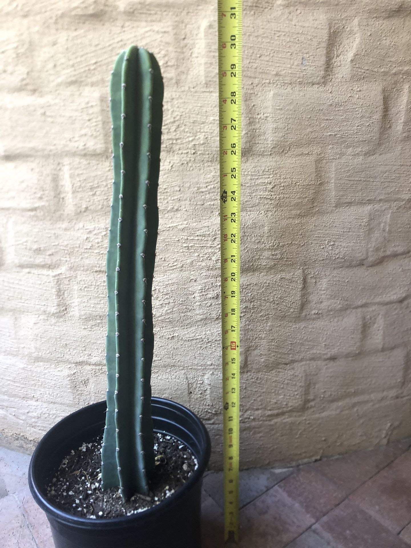 Peruvian Column Apple Cactus