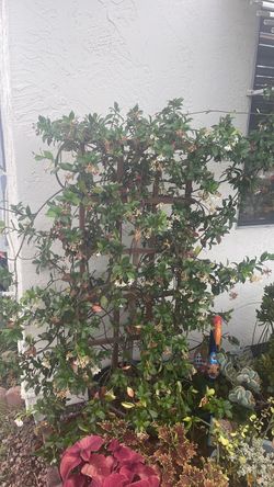 Large star jasmine plant with trellis and pot