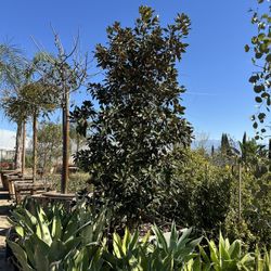 Little Gem Magnolia Tree 36” Box 