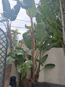 Julio Landscape
