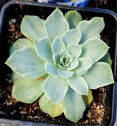 Succulents Plants Echeveria Silk Variegated Infinity Large Size