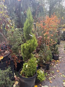 Lemon Cypress Topiary Trees —