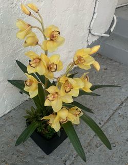 Stunning Orchid’s Plant