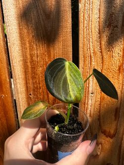 Variegated Melanochrysum