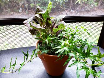 House plant