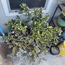Free Potted Plant Arrangement Includes Pot Very Large