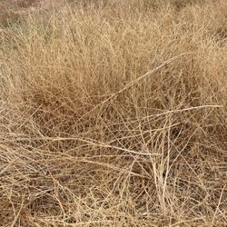 Free Brush *Food For Farm Animals Freshly Cut