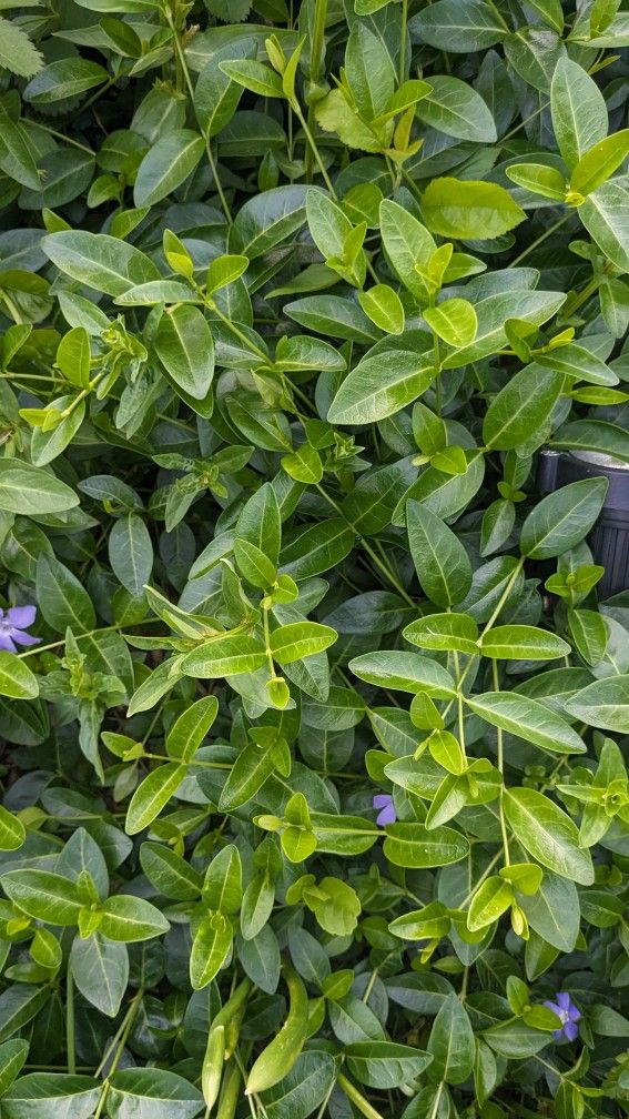 Garden Plants