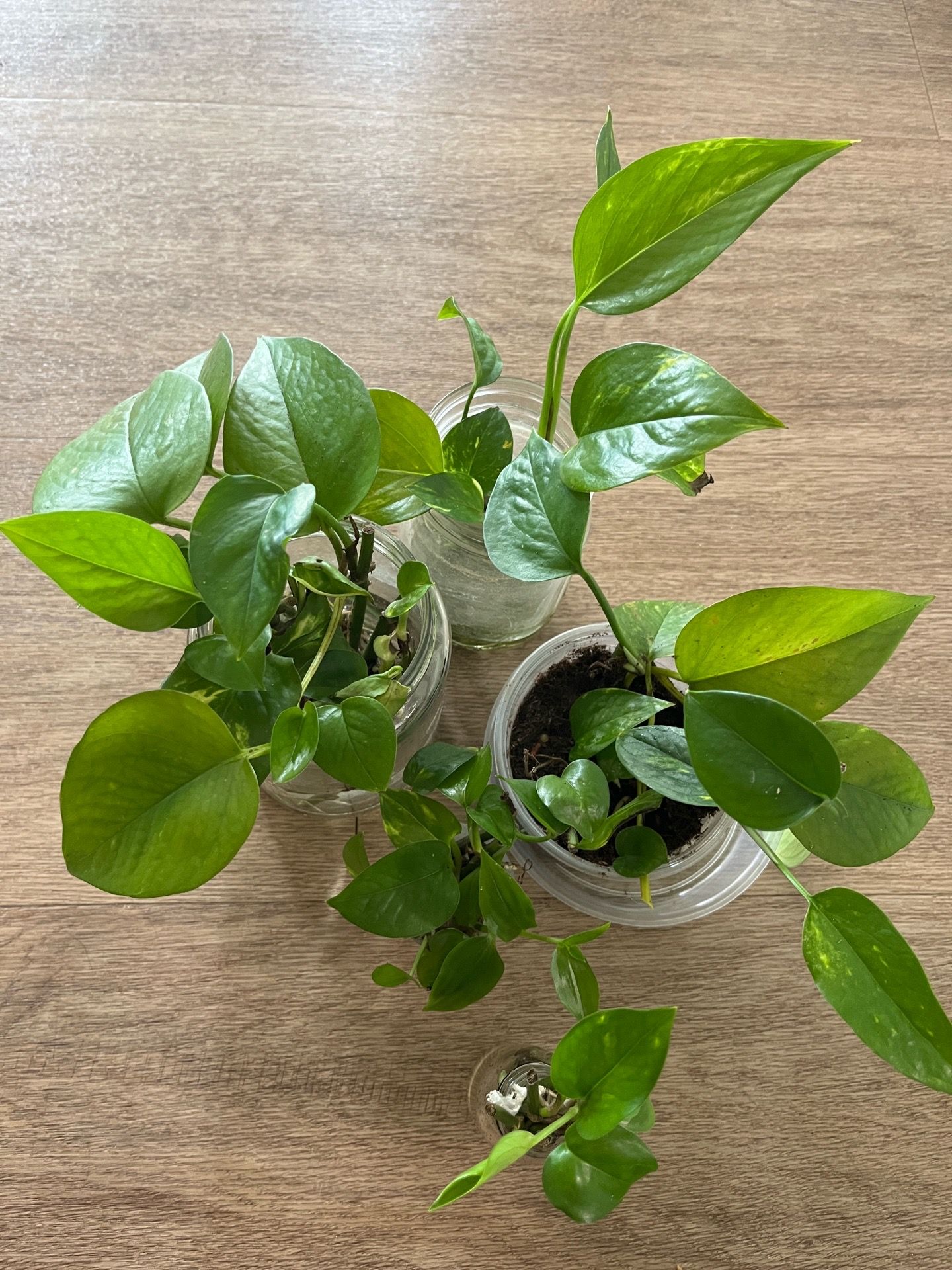 Pothos cuttings