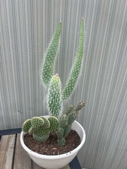 Combo Cactus