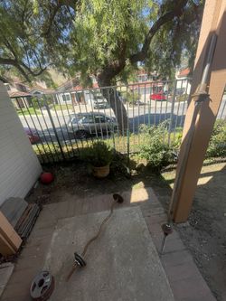 barbell and curl-bar