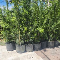 Beautiful Podocarpus Plants For Inmediate Privacy!!! 