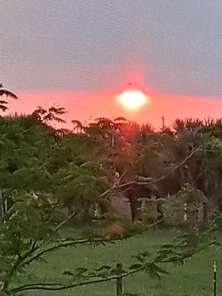 Lawn Service  Cut & Trim