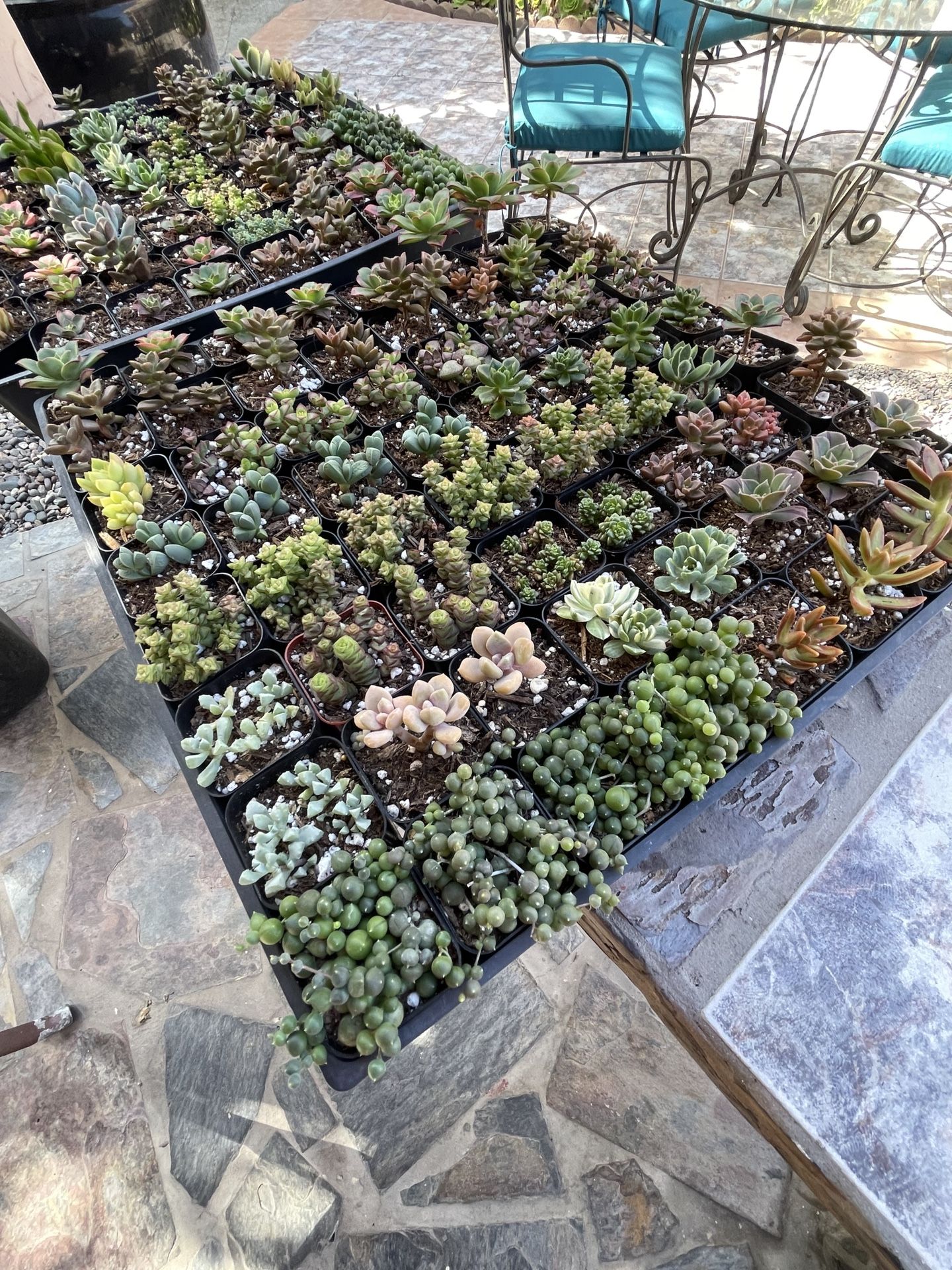 2inch Succulent Plants