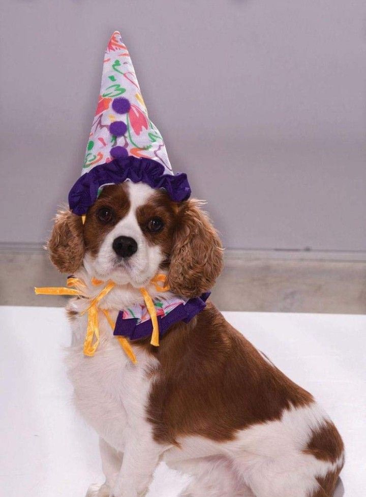 Doggie clown Halloween Costume