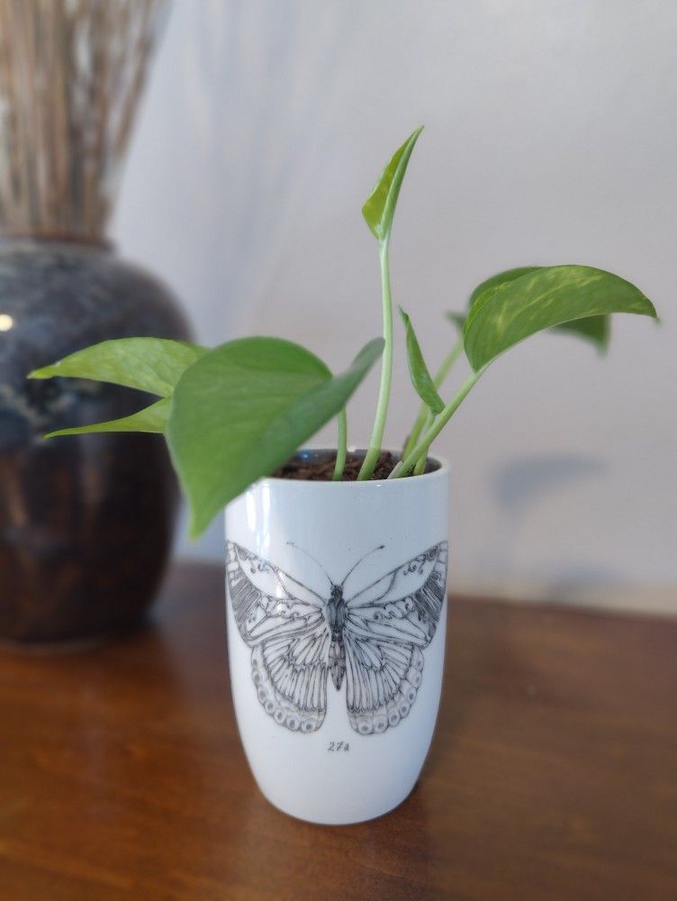 Pothos Plant - Butterfly Planter