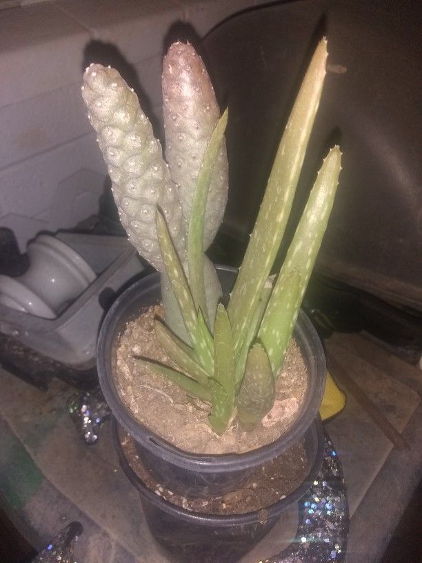 Three And A Half Inch Pot With Two Succulents