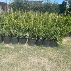 Ficus