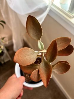 Kalanchoe Cooper Spoon aka Money Tree