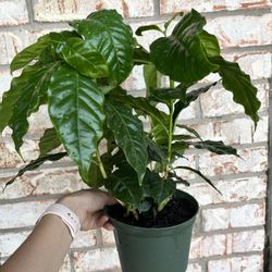 Coffee Plant