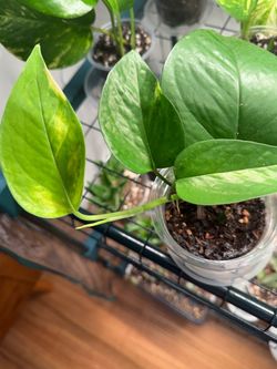 Variegated Golden Pothos