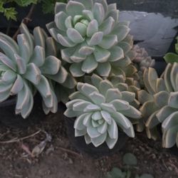 Succulents And Cacti
