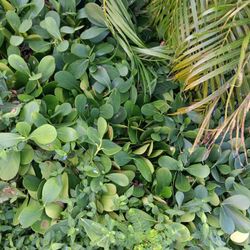 200 -1 gallon colusia multi stems take 1 or take all $3.00 each.