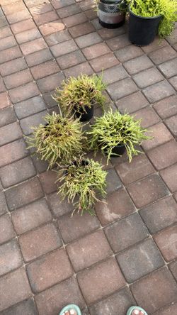 AMOR DE UN RATO  DIFERENTES COLORES 