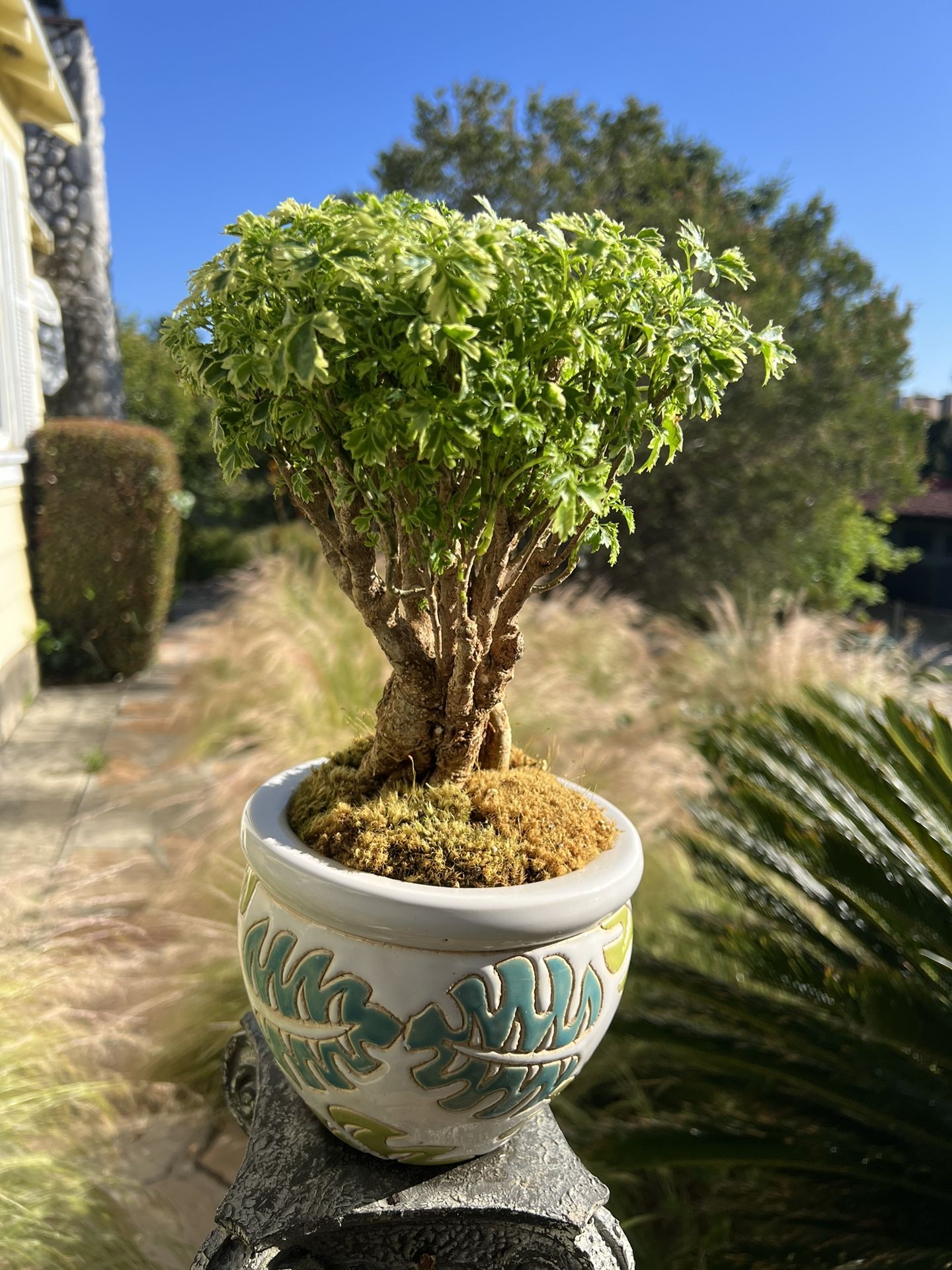 Ming Aralia Bonsai for Sale in Los Angeles, CA - OfferUp
