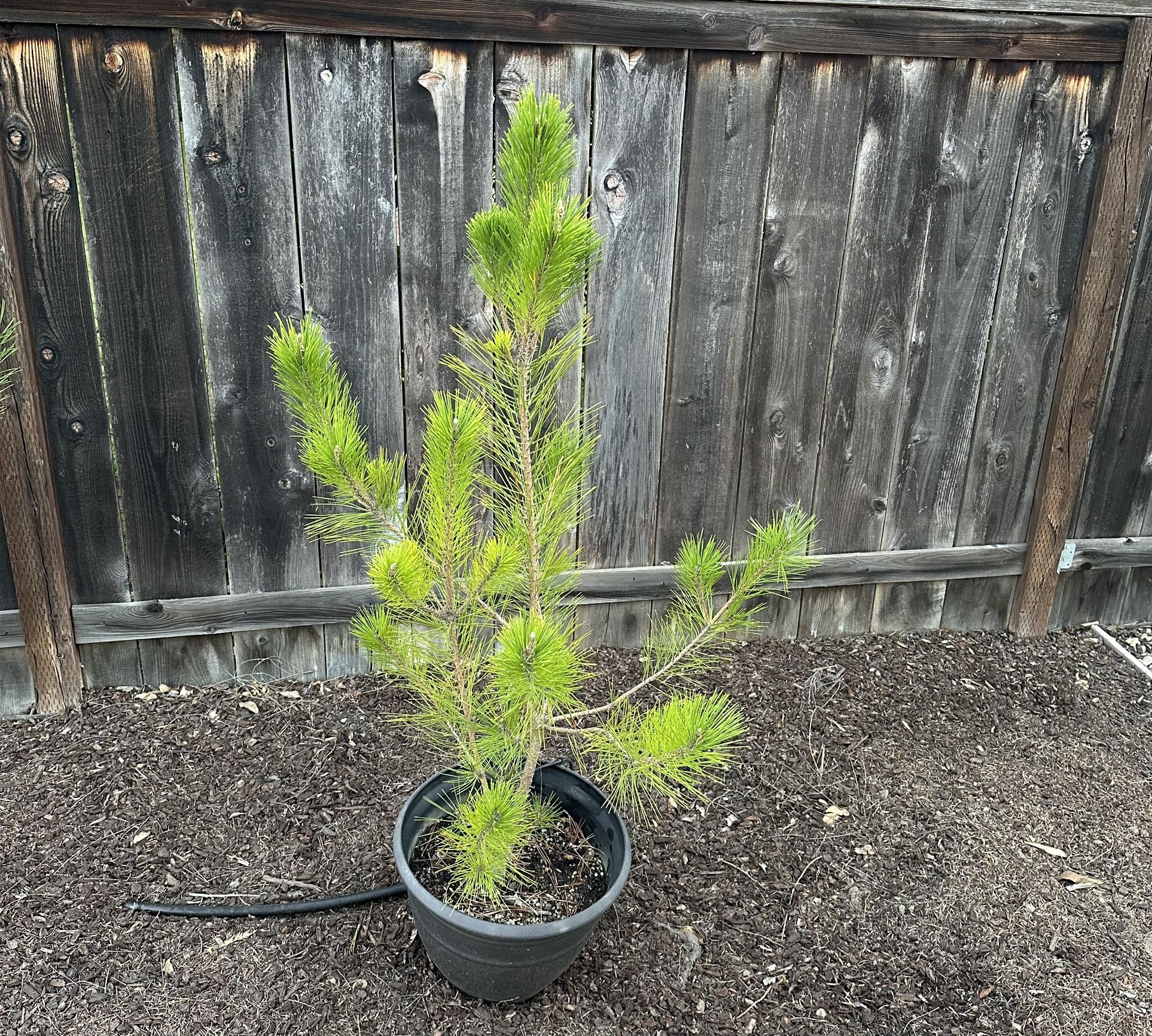 Japanese Black Pine Trees $25 each