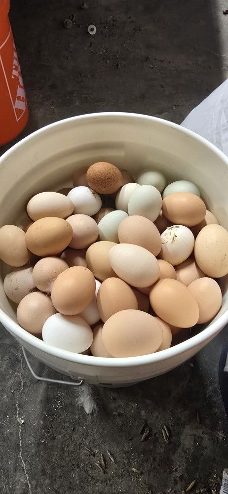 Rainbow Eggs