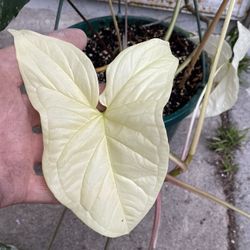 Syngonium Albo Vsriegated  Ivy House Plant,  In 12 Inch Hinging Pot Puck Up Only