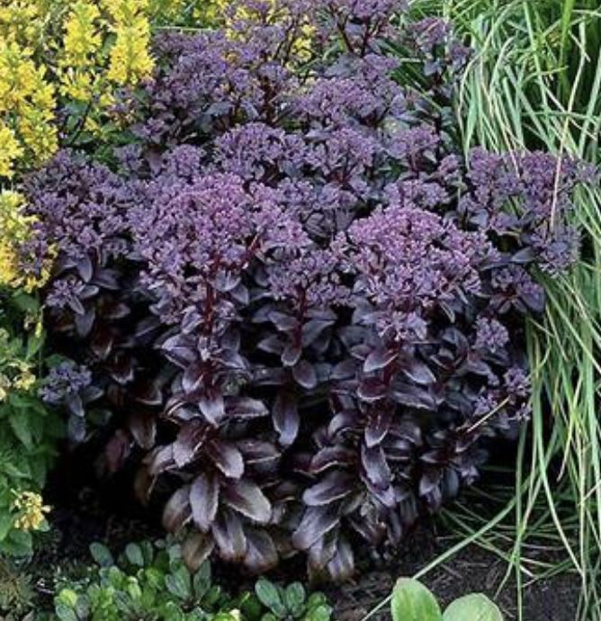 Black Magic Serum Plant