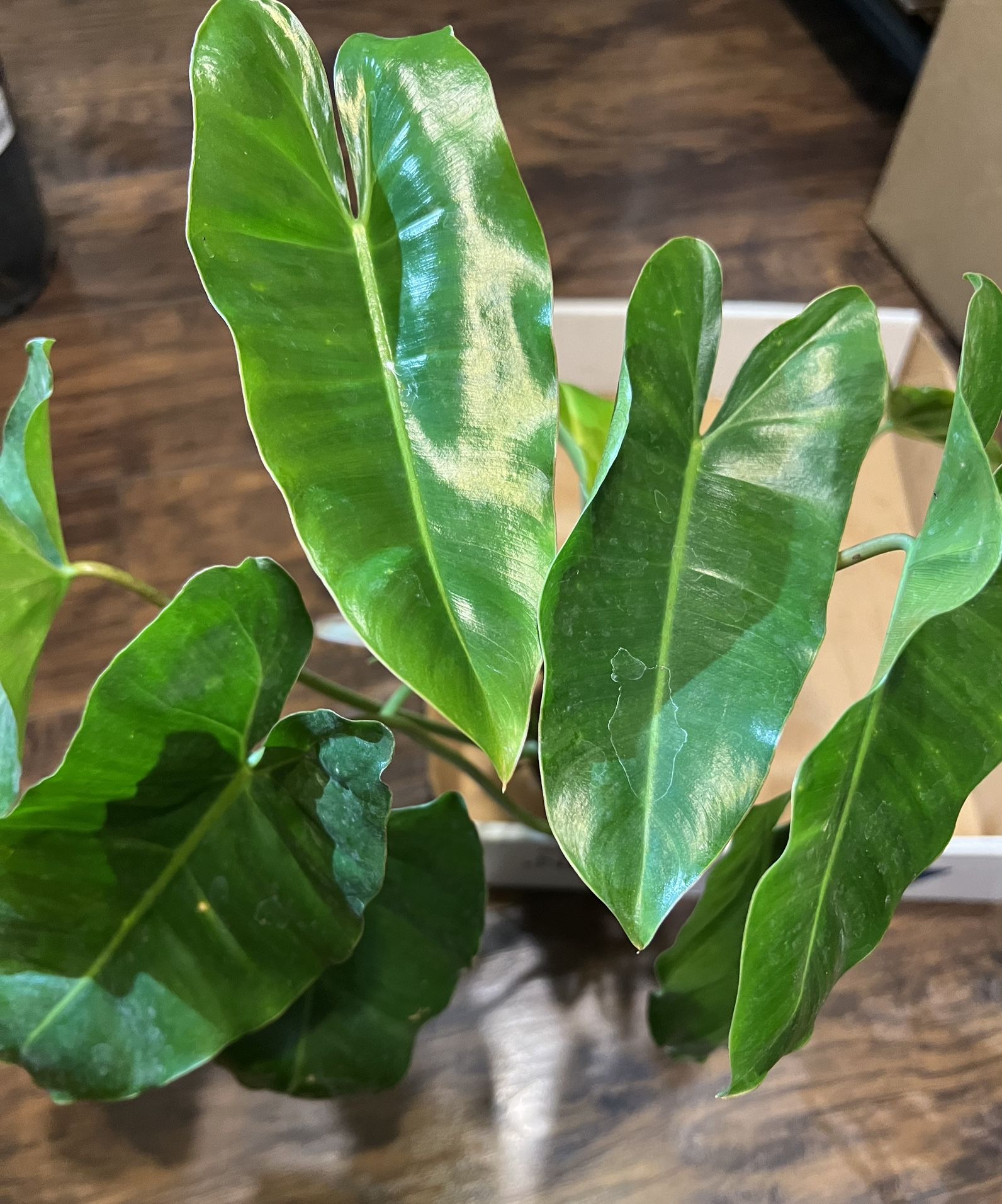 Philodendron Burle Marx Plant Cuttings (pls Read Description Below)
