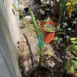 Dragon Fruit Plant $5