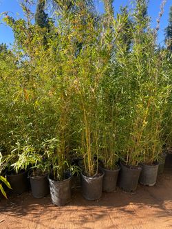 5 Gallon Size- Bamboo Plants- Approximately 4-6 Feet Tall- Multiple Varieties Available