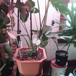 Monstera Thai Constellation