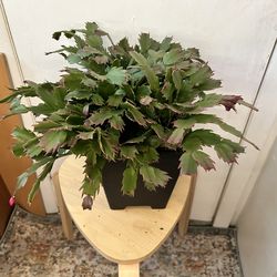 Thanksgiving cactus