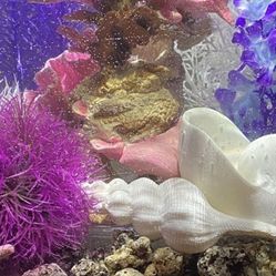 Modern Fish Tank W/accessories 
