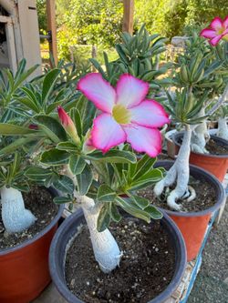 Desert Rose