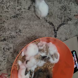 Adoption Bunny's 
