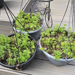 Cleavers or Catchweed Bedstraw Outside Plants 
