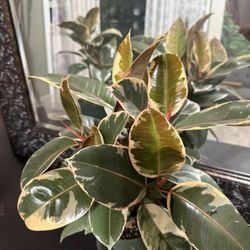 ♥️NATURAL HUMIDIFIER For Your Home♥️Variegated Rubber tree👉ATLEAST 4/5 trees in a pot🌿