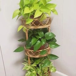 Lush Trailing Neon Lemon Lime/ Global Green/ High  Variegation  Variegated Pothos Money Plant/ House Plant/ Indoor Plant/ Flower Patio Garden 